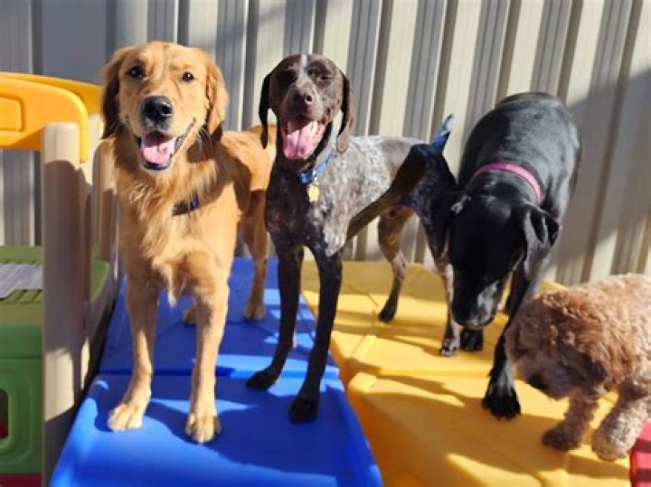 Dog Boarding & Daycare S&point ID