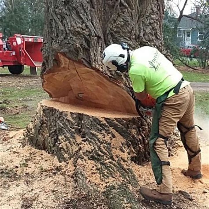 Tree Removal in Appleton WI