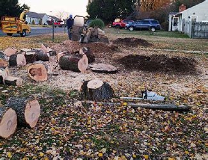 Tree Removal in Midlothian VA